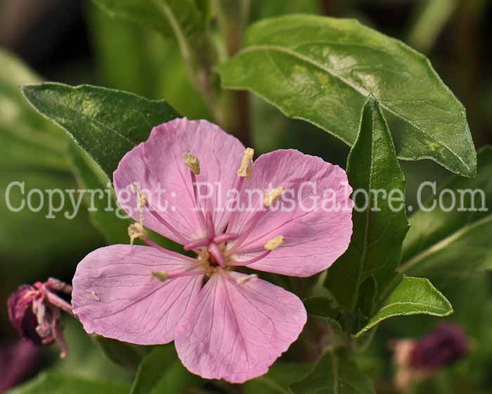 PGC-P-Oenothera-Glowing Magenta-2010-02