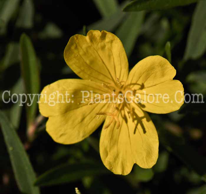 PGC-P-Oenothera-Lemon-Drop-2010-03