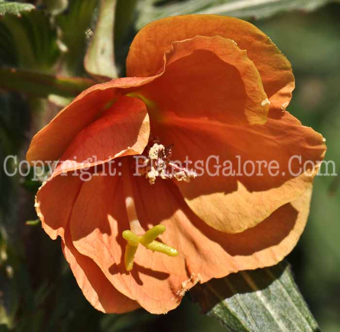 PGC-P-Oenothera-Sunset-Boulevard-2010-01