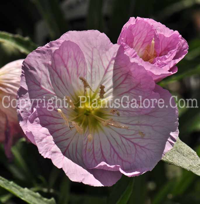 PGC-P-Oenothera-Sunset-Boulevard-2011-001