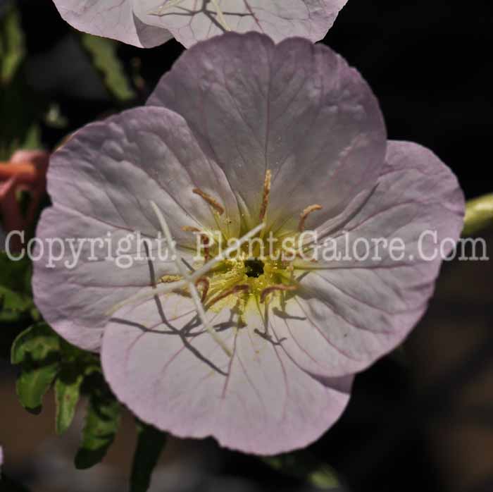 PGC-P-Oenothera-berlanderi-Siskiyou-2011-01