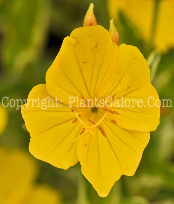 PGC-P-Oenothera-fruticosa-Fruhlingsgold-2010-01