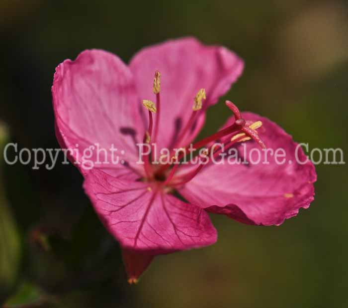 PGC-P-Oenothera-kuntheana-2012-3