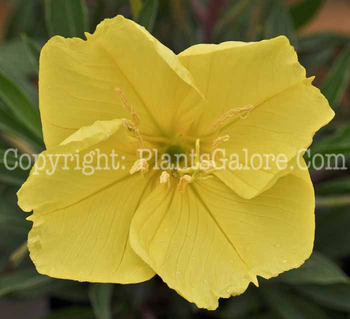 PGC-P-Oenothera-missouriensis-2010-01_2