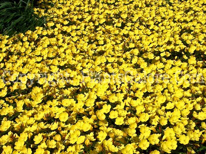 PGC-P-Oenothera-missouriensis-2010-03