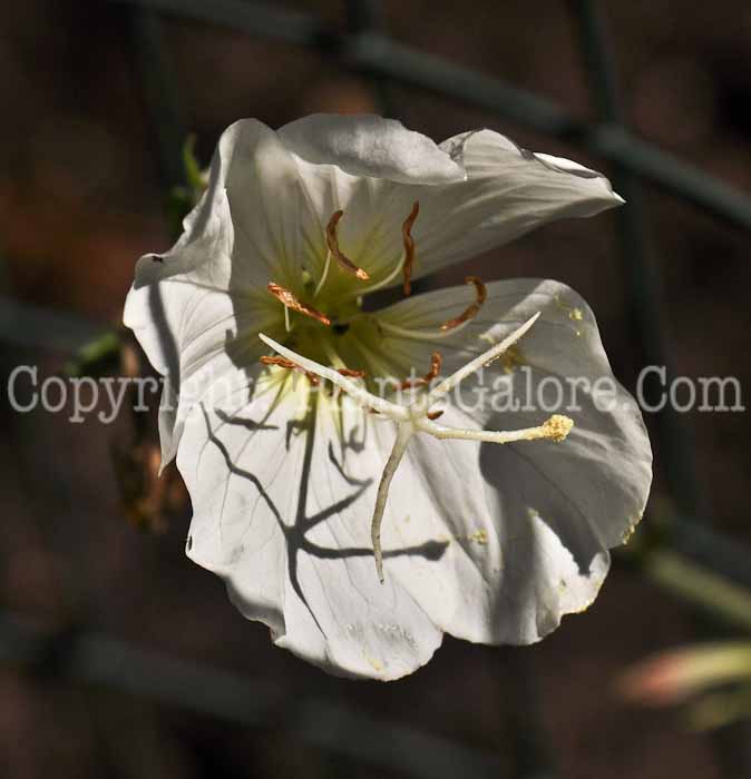 PGC-P-Oenothera-speciosa-2010-01