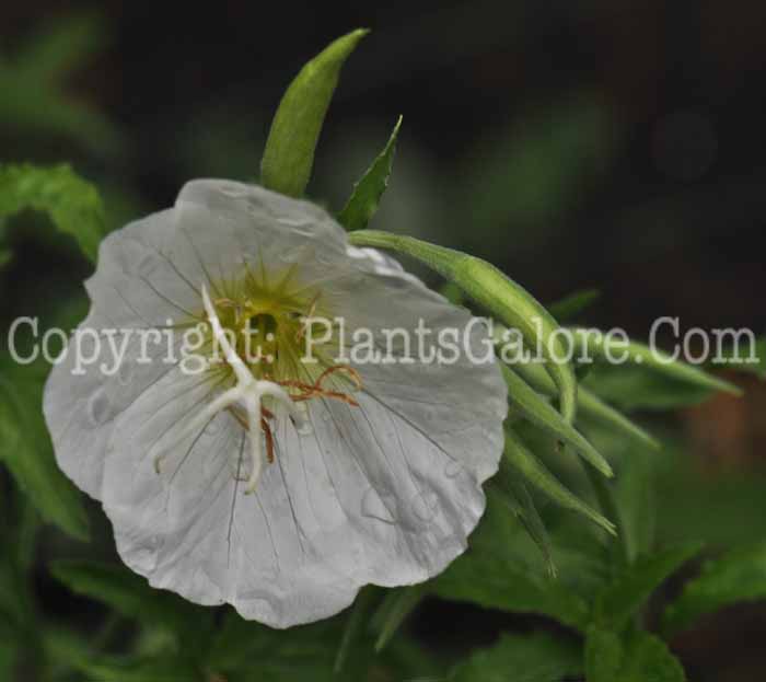 PGC-P-Oenothera-speciosa-2011-001