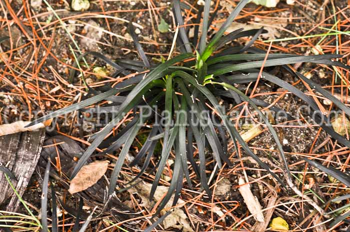 PGC-G-Ophiopogon-planiscapus-Niger-01