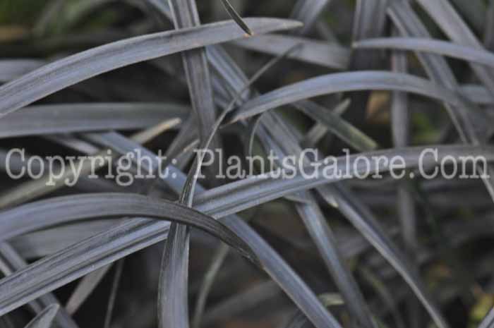 PGC-G-Ophiopogon-planiscapus-Nigrescens-2011-02