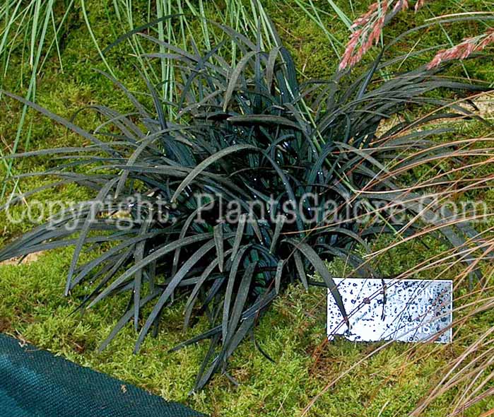 PGC-G-Ophiopogon-planiscapus-nigrescens-01