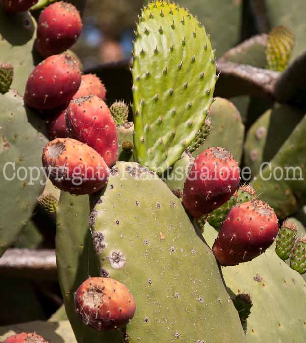 PGC-P-Opuntia-0514-1