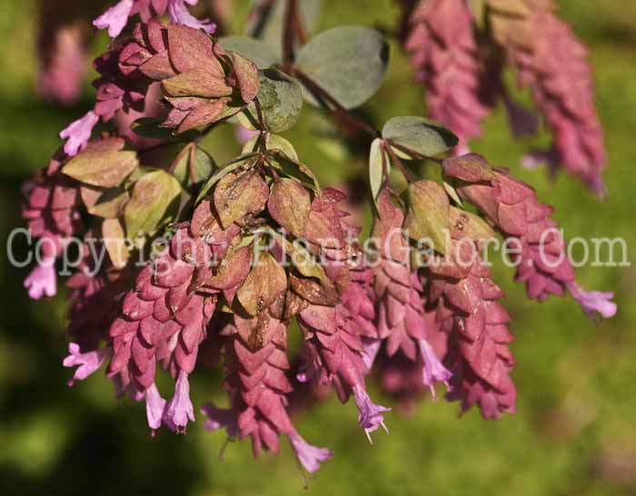 PGC-P-Origanum-Bristol-Cross-1