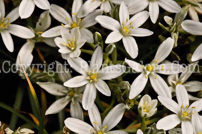 PGC-B-Ornithogalum-exscapum-5-2010-001