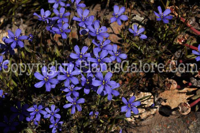 PGC-B-Ornithogalum-juncifolium-04-2012-1