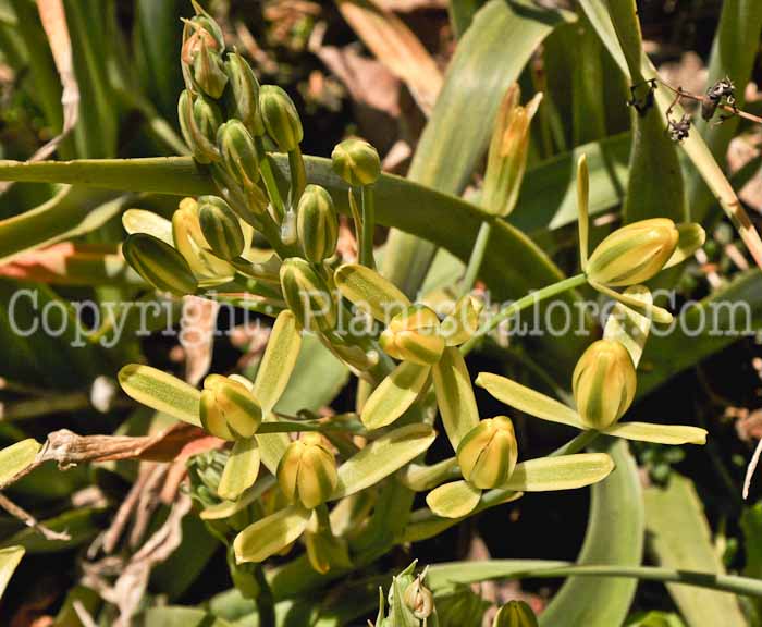 PGC-B-Ornithogalum-setosum-04-2012-1