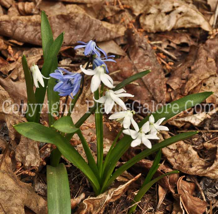 PGC-B-Ornithogalum-umbelatum-5-2010-002