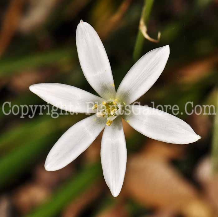 PGC-B-Ornithogalum-umbelatum-5-2010-007