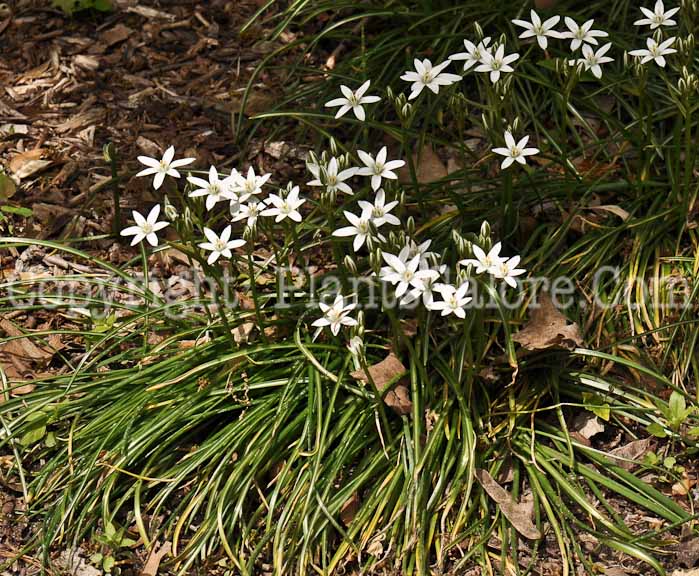 PGC-B-Ornithogalum-umbelatum-5-2010-008