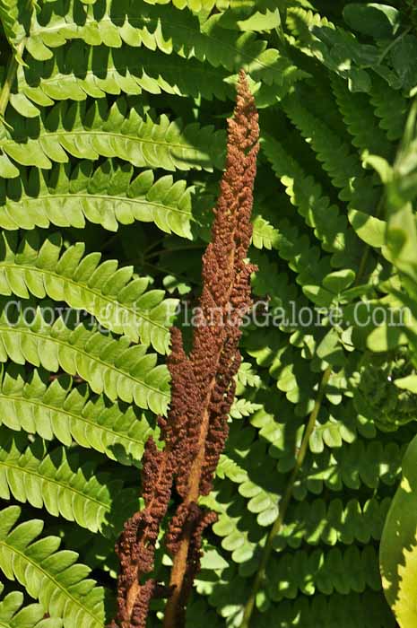 PGC-F-Osmunda-cinnamomea-05-12-1