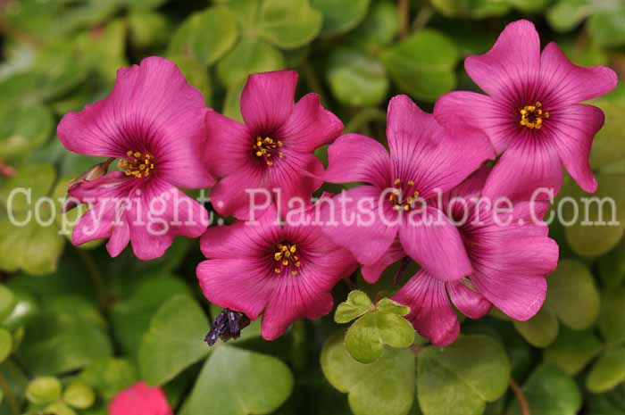 PGC-P-Oxalis-Betty-2010-001