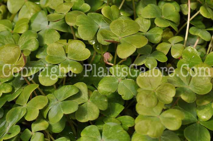 PGC-P-Oxalis-Betty-2010-002