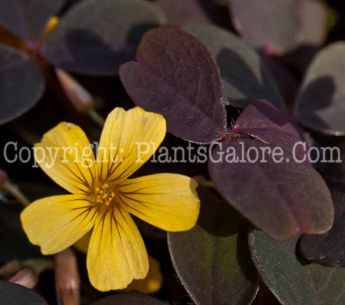 PGC-P-Oxalis-Burgundy-Bliss-0414-1