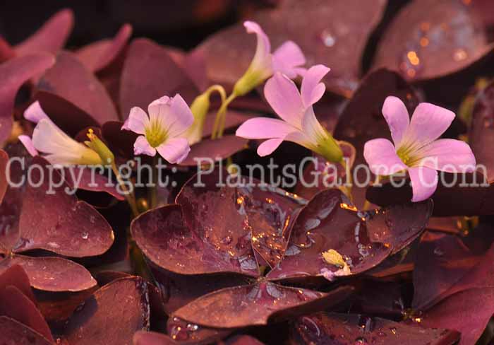 PGC-P-Oxalis-Burgundy-series-Allure-1