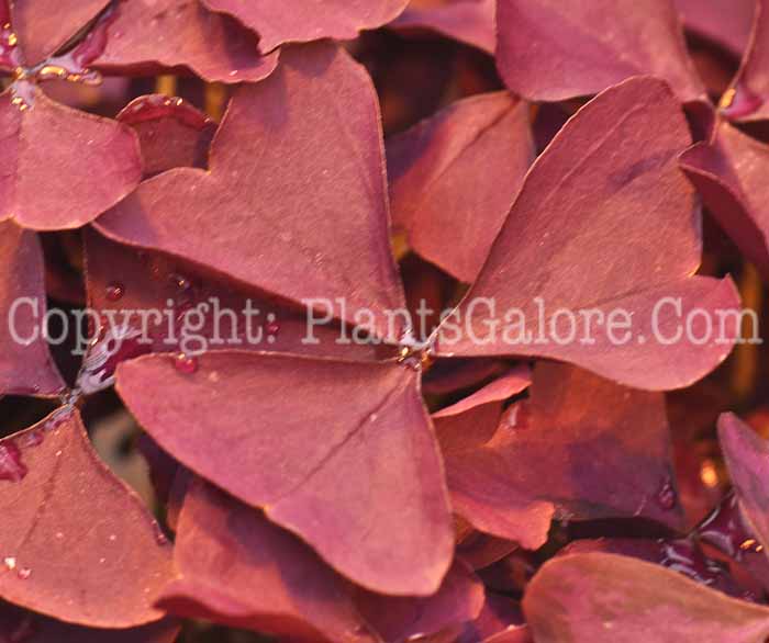 PGC-P-Oxalis-Burgundy-series-Allure-2