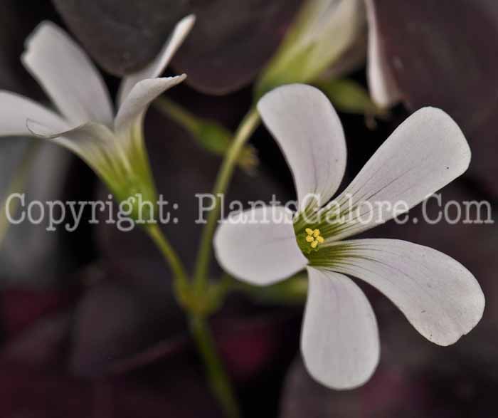 PGC-P-Oxalis-Charmed-Wine-2010-001