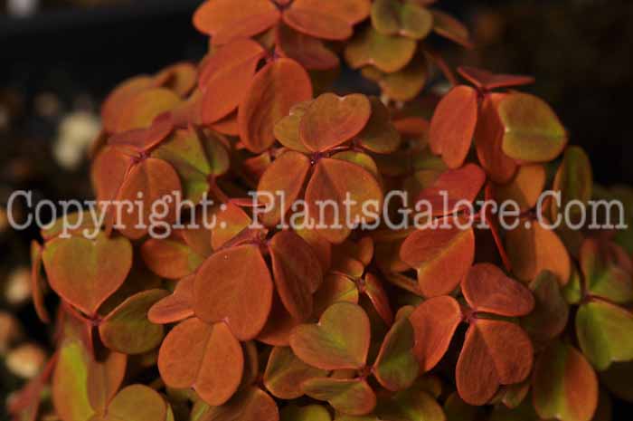 PGC-P-Oxalis-Fireglow-03-2012-1