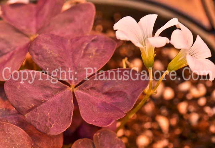 PGC-P-Oxalis-Lavender-series-Allure-2