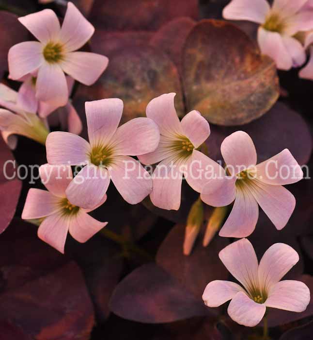 PGC-P-Oxalis-Mahogany-series-Allure-1