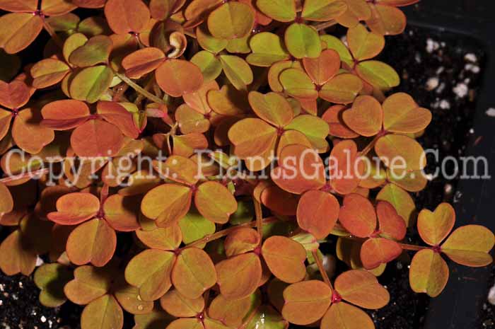 PGC-P-Oxalis-Molten-Lava-0413-1