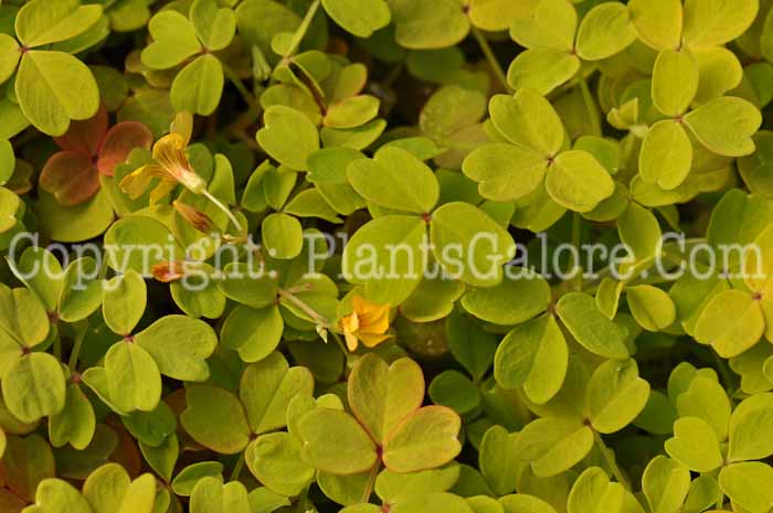 PGC-P-Oxalis-Molten-Lava-2010-001