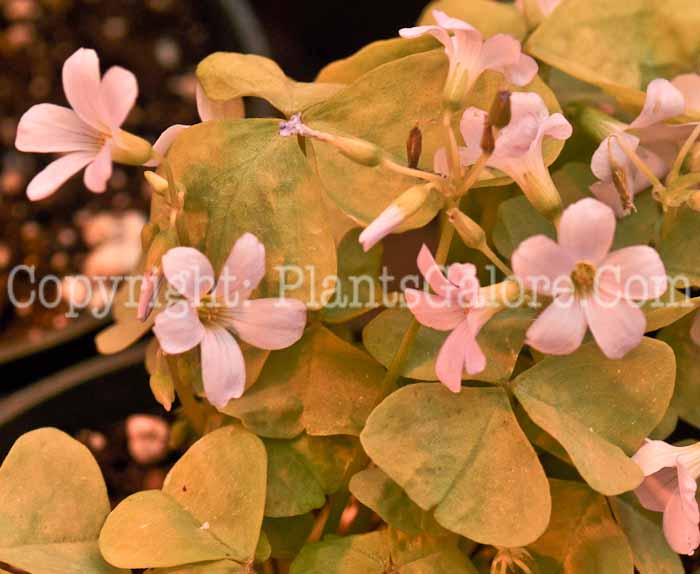 PGC-P-Oxalis-Silver-series-Allure-4