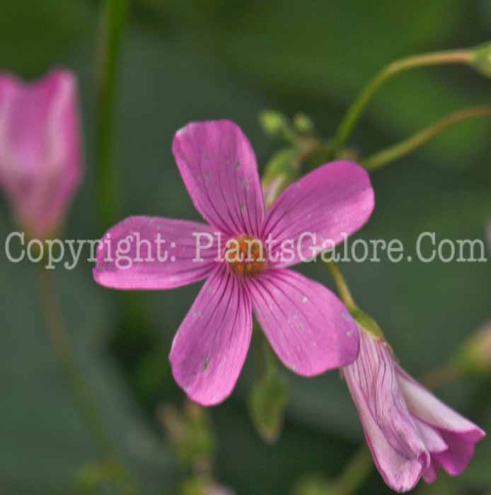 PGC-P-Oxalis-crassipes-Rosea-2010-01