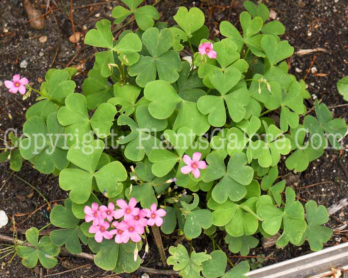 PGC-P-Oxalis-crassipes-Rosea-2010-a02