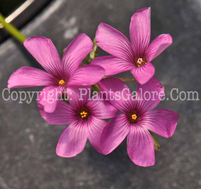 PGC-P-Oxalis-crassipes-Rosea-2010-a05