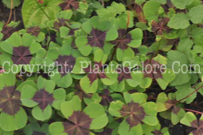 PGC-P-Oxalis-deppei-2011-001