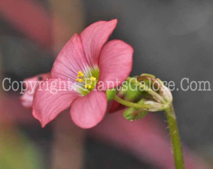 PGC-P-Oxalis-deppei-2011-01_1