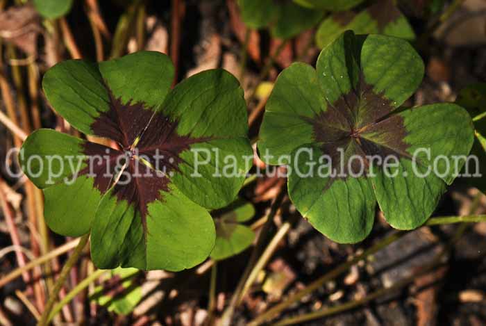 PGC-P-Oxalis-deppei-4r3x-2010-002