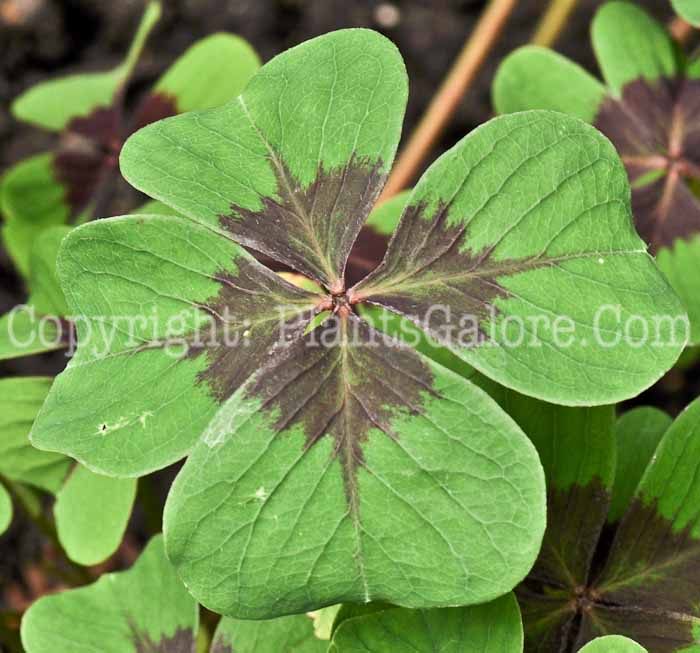 PGC-P-Oxalis-deppi-2010-01