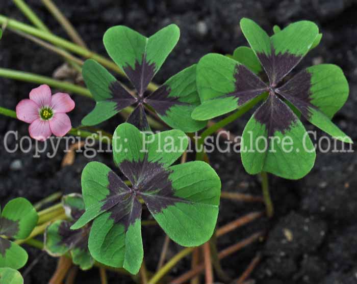 PGC-P-Oxalis-deppi-2010-03