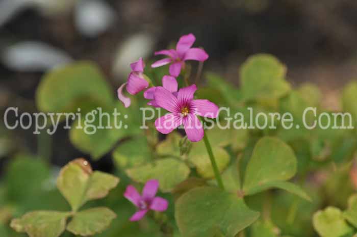 PGC-P-Oxalis-rosea-2011-01