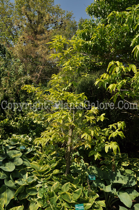 PGC-T-Oxydendrum-arboreum-aka-Sourwood-1