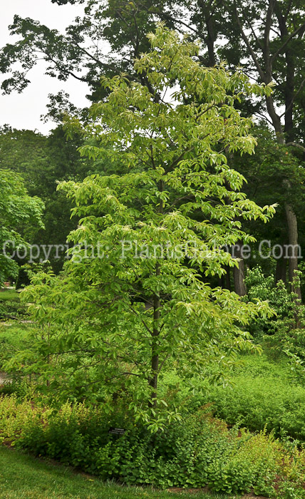 PGC-T-Oxydendrum-arboreum-aka-Sourwood-7