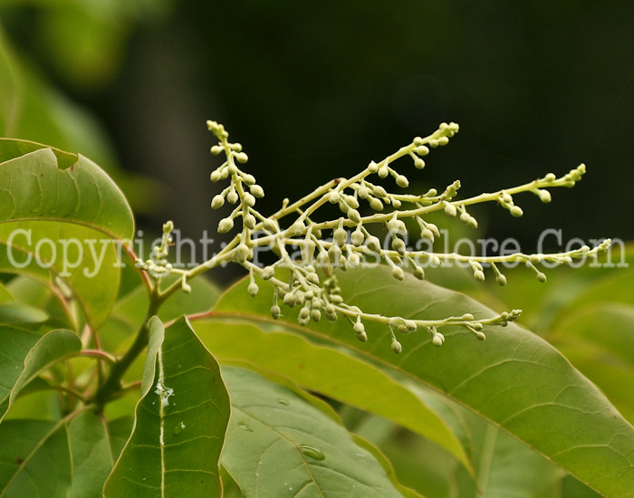 PGC-T-Oxydendrum-arboreum-aka-Sourwood-8