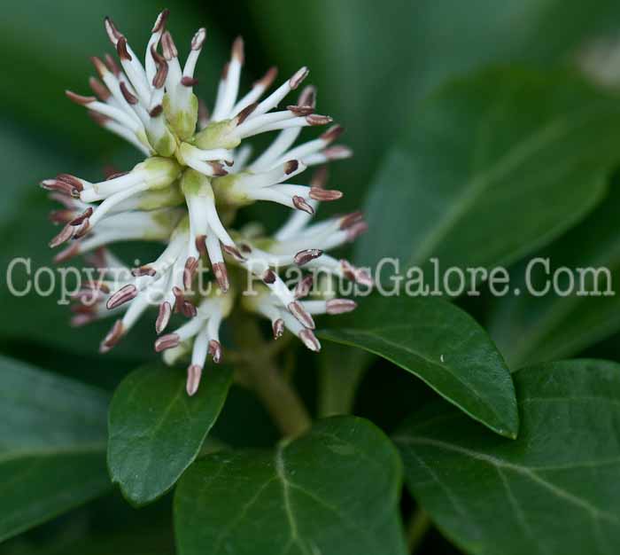 PGC-P-Pachysandra-terminalis-0514c-2