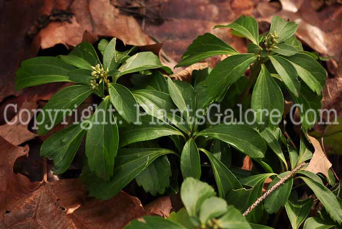 PGC-P-Pachysandra-terminalis-1