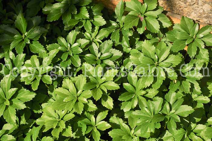 PGC-P-Pachysandra-terminalis-2010-01